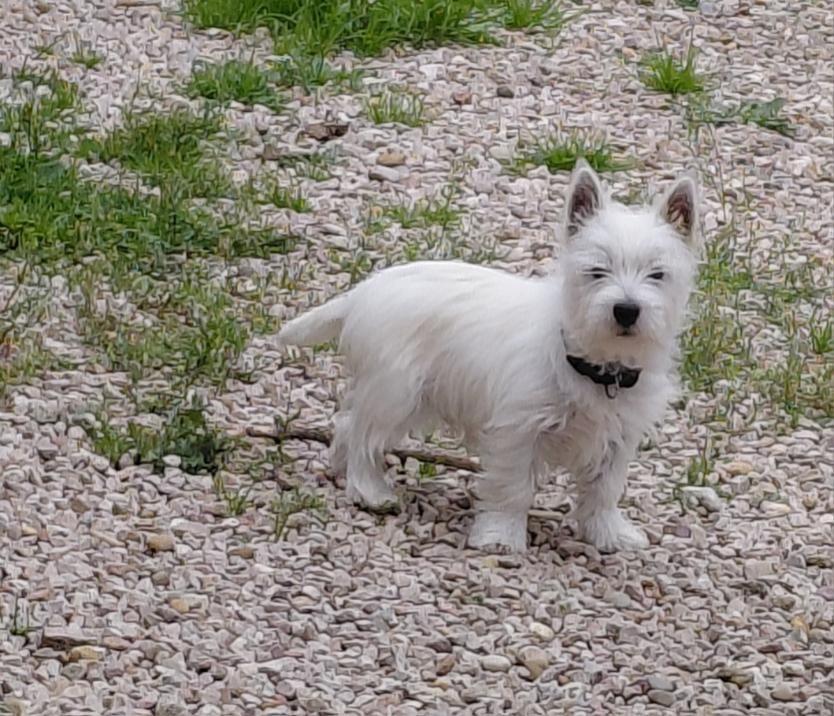 Du mystere d'arroc - West Highland White Terrier - Portée née le 07/06/2025